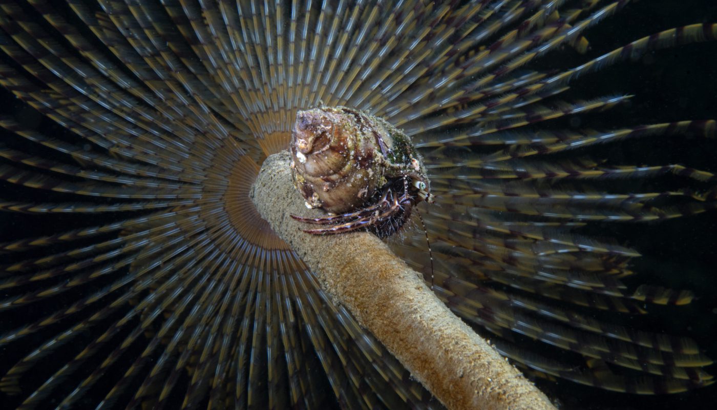 SABELLA SPALLANZANII